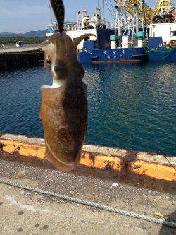 和田　粘った末にエギングでコウイカ500g☆