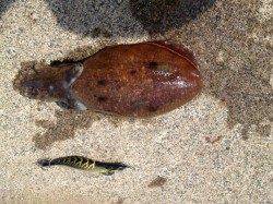 和田　粘った末にエギングでコウイカ500g☆