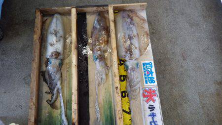 天神崎 ヤエンでアオリイカ〜2.69kg
