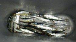 芳養松原堤防にてお子様に嬉しいサビキのアジ＆イワシ