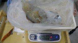 白浜椿袋の地磯でアオリ２ｋオーバー２杯！