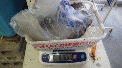 目津崎でエギング、アオリイカ3.1kg！！！