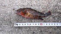 本荘人工島 探り釣りでガシラ6匹＆アイナメ2匹