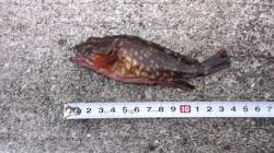 本荘人工島 探り釣りでガシラ6匹＆アイナメ…