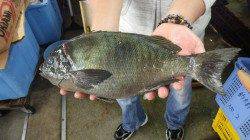 堺漁港　カゴ釣りでマダイ64cm＆口太グレ41cm