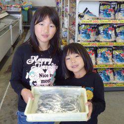 芳養漁港 サビキでイワシ・アジ・サバで50匹