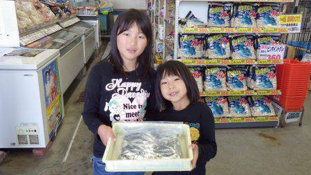 芳養漁港 サビキでイワシ・アジ・サバで50…