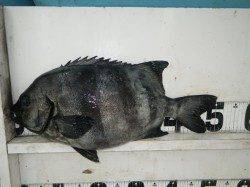 すさみ地磯でぶっ込み、50cmオーバーのイシダイ！！