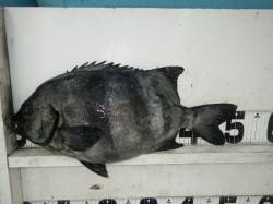 すさみ地磯でぶっ込み、50cmオーバーのイ…