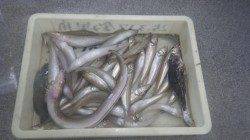 埴田漁港　投げ釣りでキス34匹　サビキでアジの釣果