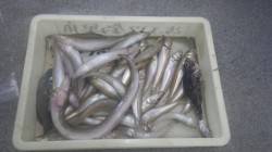 埴田漁港　投げ釣りでキス34匹　サビキでア…