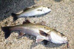 食コン ハネ★チヌが良い