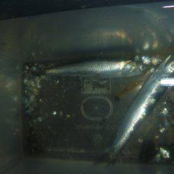 夜の兵突のメバル達！