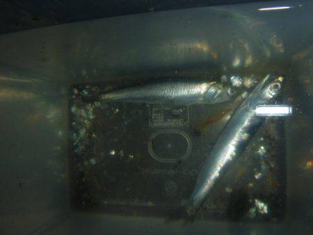 夜の兵突のメバル達！