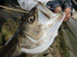 【７０ｃｍスズキ】南芦屋浜リアルタイム