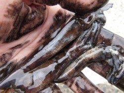 小野浜ＲＴ　イワシ入れ食い　スルメもいます。