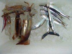 今日もスルメ・コウイカ確認♪兵庫突堤夜の巡回