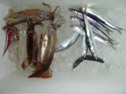 今日もスルメ・コウイカ確認♪兵庫突堤夜の巡…