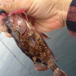 SWベイトフィネス×ロックフィッシュ