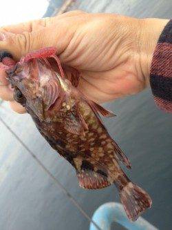 SWベイトフィネス×ロックフィッシュ