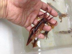 【スルメイカ急上昇♪】南芦屋浜ベランダ釣果