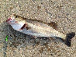 【スルメイカ急上昇です！】南芦屋浜リアル