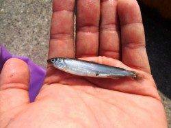 豆サバに稚アユも♪泉大津ＲＴ！朝