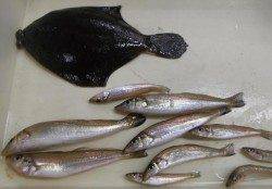 神戸各地RT メイタガレイも