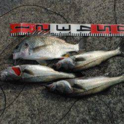 【エビ撒き好調です♪】南芦屋浜