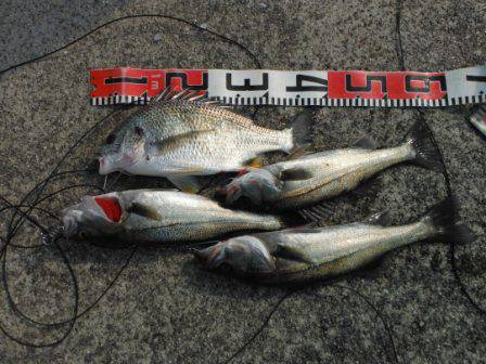 【エビ撒き好調です♪】南芦屋浜