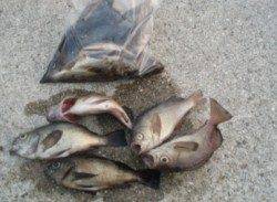 岩屋一文字でメバリング