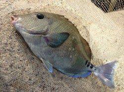 日置川河口へフカセ釣りへ行ってきました