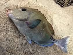 日置川河口へフカセ釣りへ行ってきました