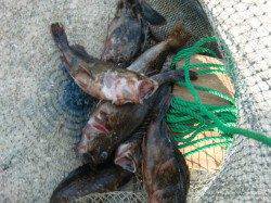 【大人気スルメイカ】南芦屋浜リアルタイム