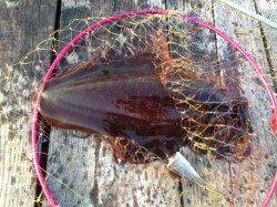 デカアオリを求めて　ｉｎ　和歌山湯浅