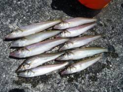 沖一のライトキャスト!!時合いは遅め!? …