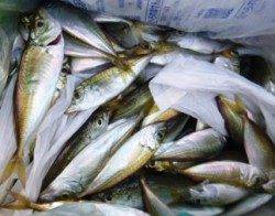 スルメ★豆アジ★小サバ★イワシ