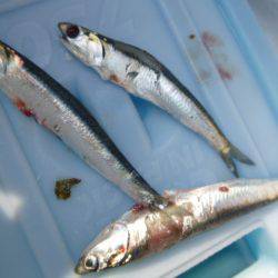 兵庫突堤　イワシ情報です