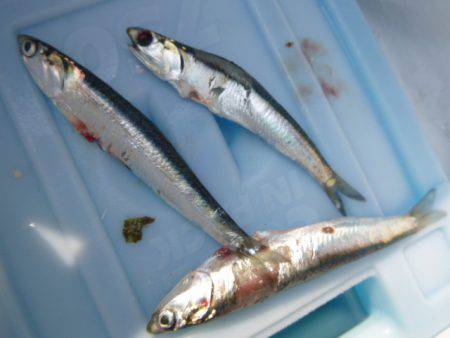 兵庫突堤　イワシ情報です