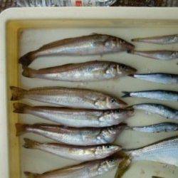 良型キスが面白い！岸和田一文字楽しめます