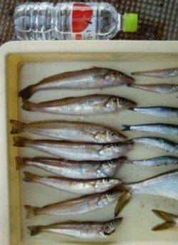 良型キスが面白い！岸和田一文字楽しめます