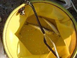 【イワシ・イカ確認】南芦屋浜リアルタイム