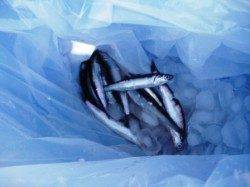 倉庫前の中アジ♪ 泉大津RT 24日あさ