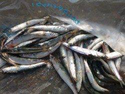 兵突　今朝もサビキで例の魚が・・・