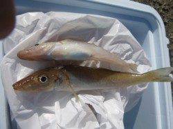 兵突 キスとカレイ同時に・・・