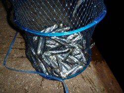 夜の兵突連日マアジ！