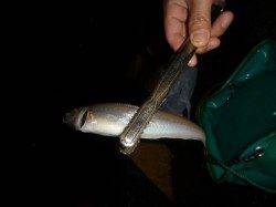 夜の兵突コウイカやスルメ、キスも!