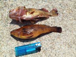 林崎漁港　朝の探り釣り＆投げ釣りでアブシン13匹　ちょい投げがオススメ