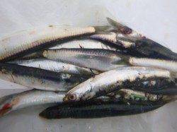 小野浜にイワシ・・・など