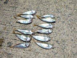 【豆アジがキタぁー】アジュール舞子ＲＴ